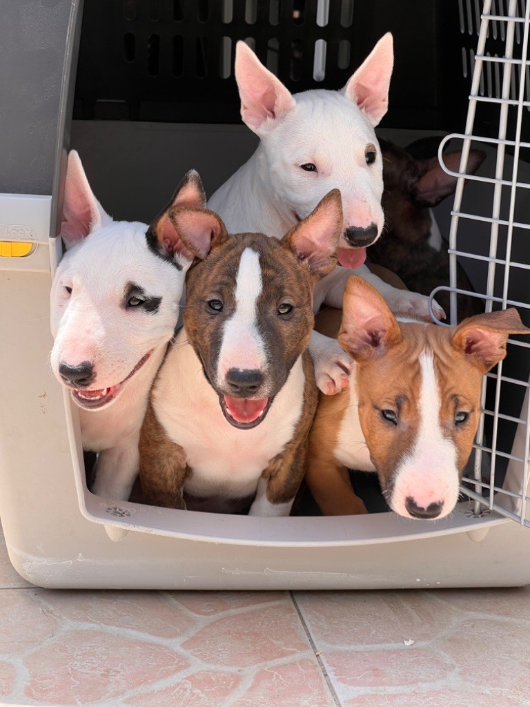 Chiot Bull Terrier Miniature Du Moulin D’Autan