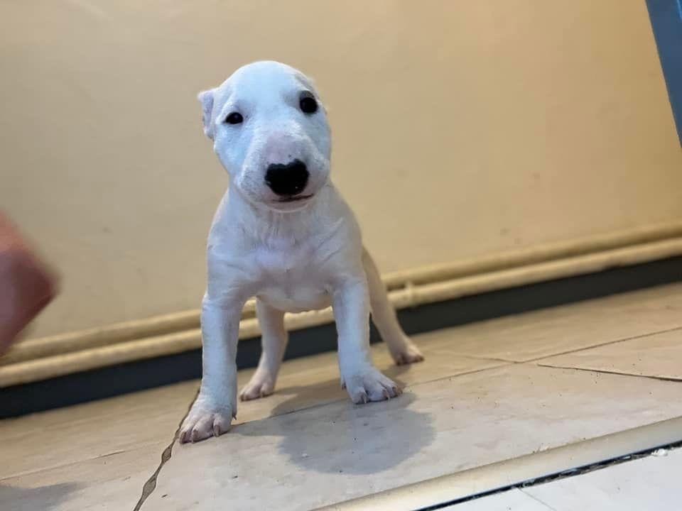 Du Moulin D’Autan - Chiots disponibles - Bull Terrier Miniature